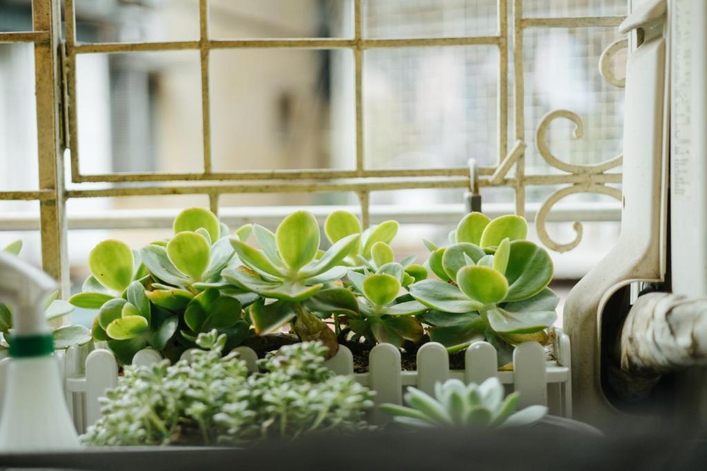 Moc Vien Homestay, chỗ nghỉ hiếm hoi ở trung tâm mà có vườn xanh trên cao, đẹp hơn cả khách sạn 5 sao